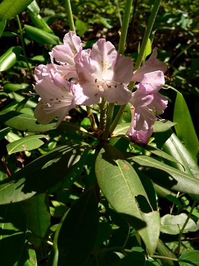 {Rhododendron minus}
